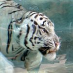 Odin, the Temple of the Tiger namesake, dives into the new 26,000 gallon pool