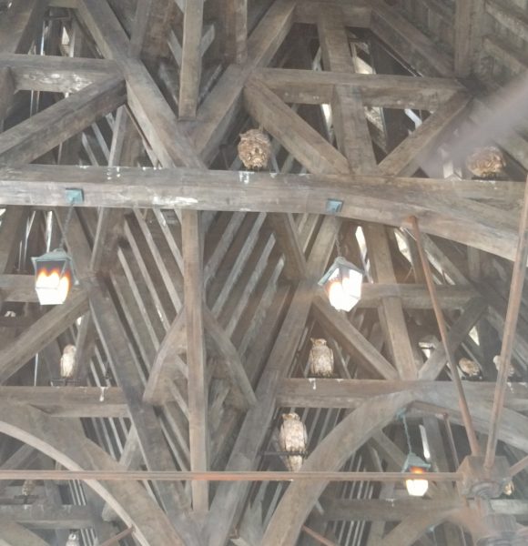 Owls roosting. The spots of bird poop on the wooden rafters and on the ground are a nice touch.