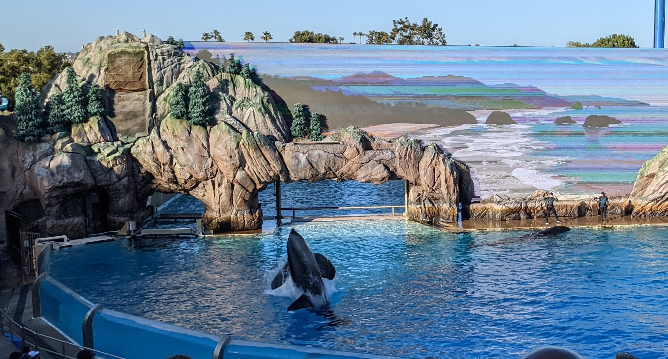 Orca jumping during a show at SeaWorld San Diego.