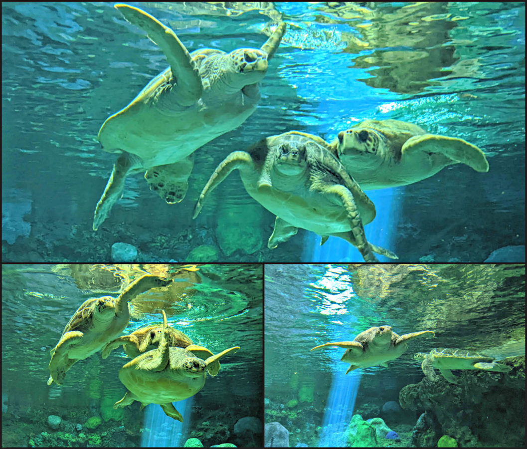 Collage of Sea Turtle photos from SeaWorld San Diego.