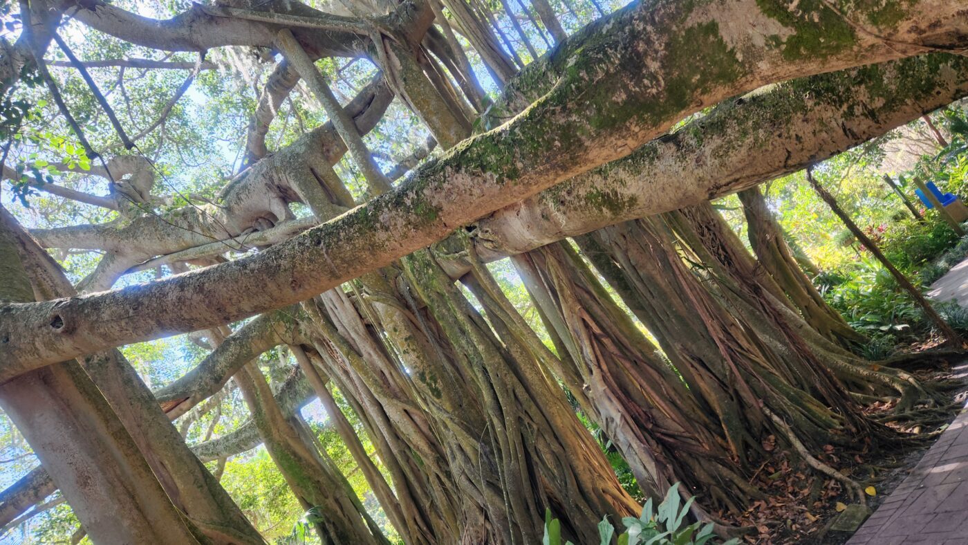 legoland florida banyan tree